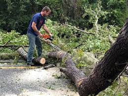 Trusted Milford, NE Tree Services Experts