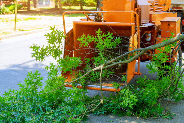 Best Fruit Tree Pruning  in Milford, NE