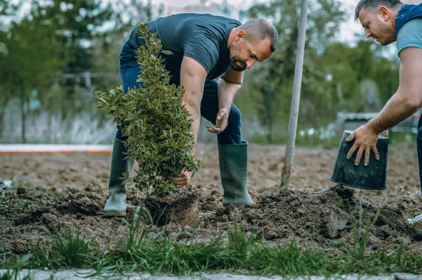 Tree and Shrub Care in Milford, NE