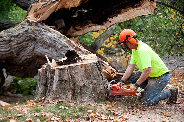 Best Tree Risk Assessment  in Milford, NE
