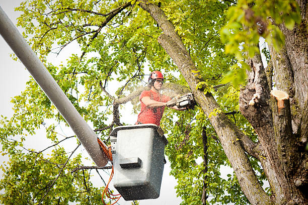 Best Tree Preservation Services  in Milford, NE