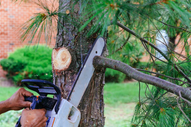 Reliable Milford, NE Tree Services Solutions